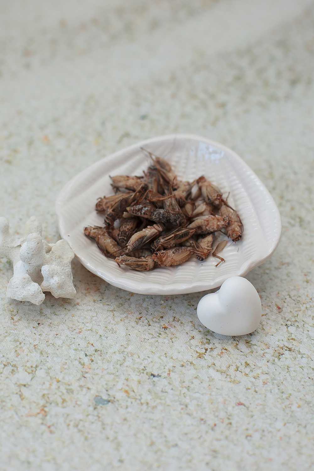 Сверчок домовый Сверчок домовый