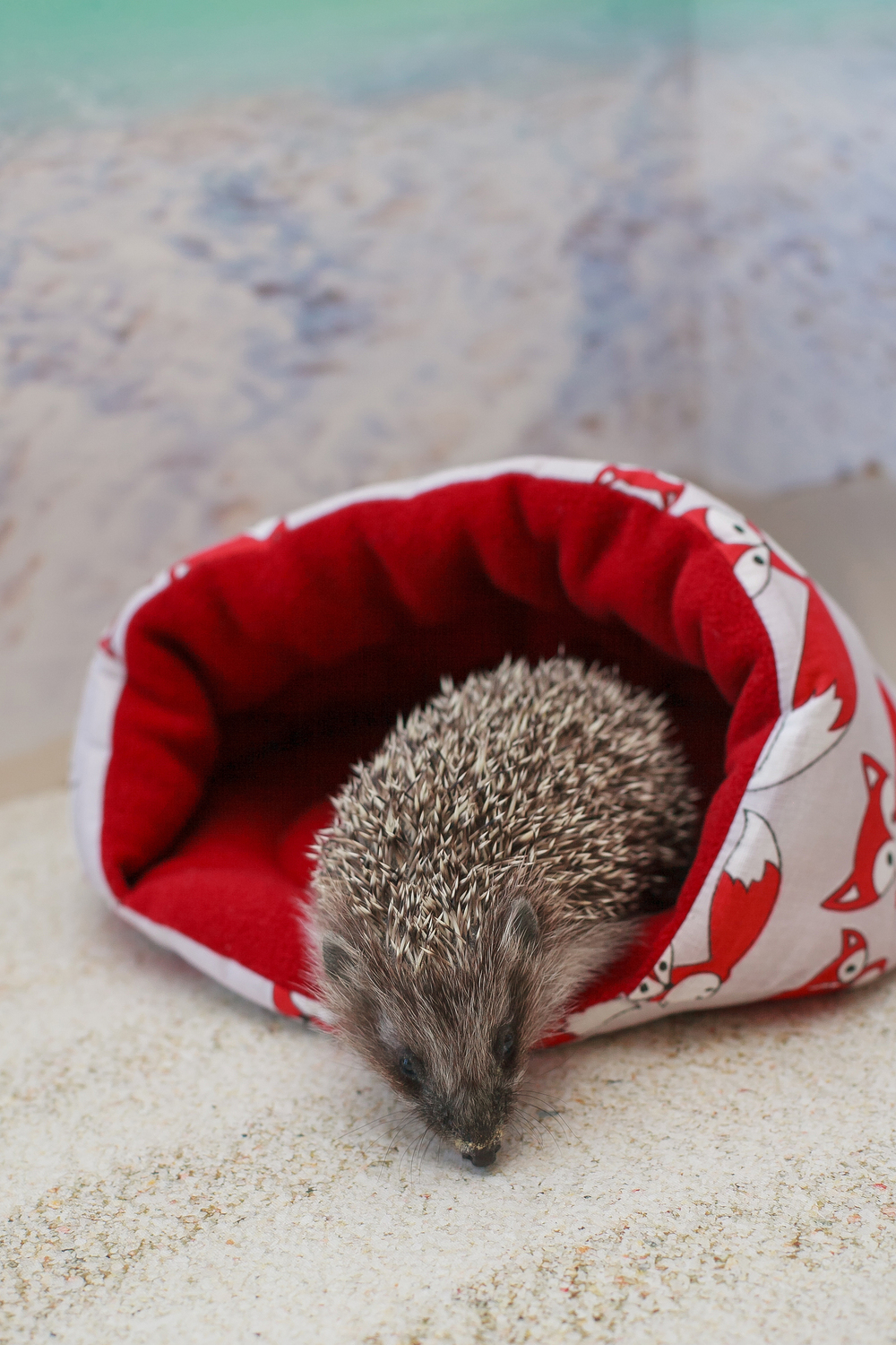 Тапочек Тапочек