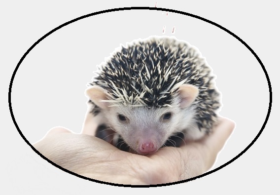 Передержка ежа Передержка ежа