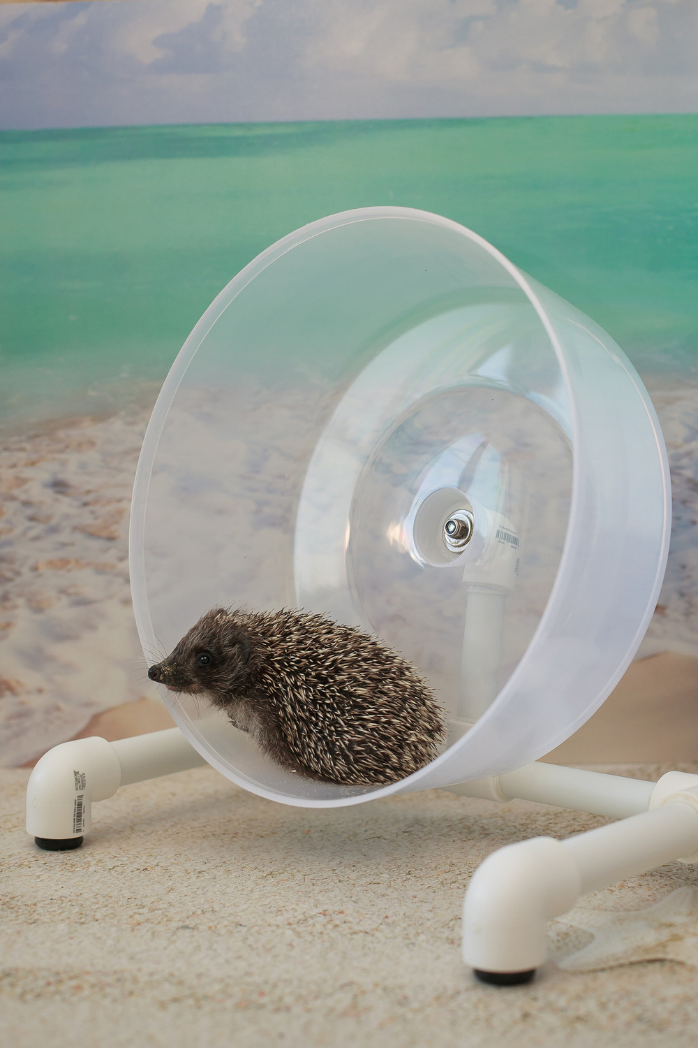 Беговое колесо для ежа Беговое колесо для ежа
